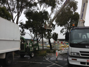 commercial-arborist-equipment