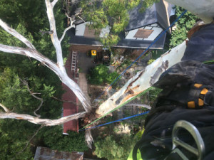 Confined space tree removal
