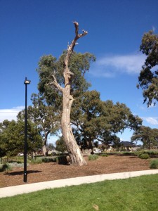 Habitat creation from a tree in park land.