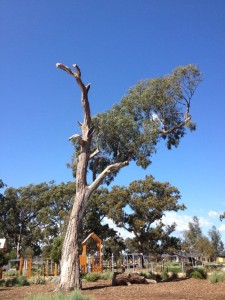 Habitat creation from a tree in park land.