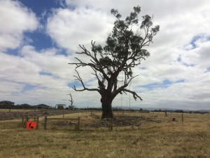 Habitat creation from an old redgum - during pruning.