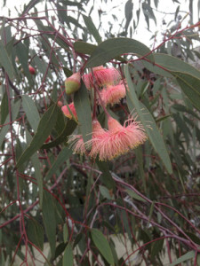 habitat trees