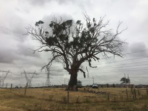 Habitat creation from an old redgum - before pruning.