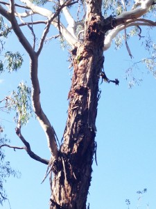 A sugarglider is evicted from a tree by a pair of lorakeets.