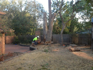 Tree being removed