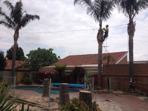 Palm tree pruning