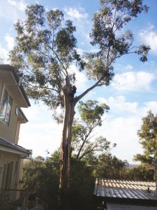 tree-pruning