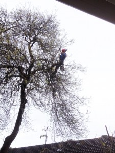 tree-pruning-arborist