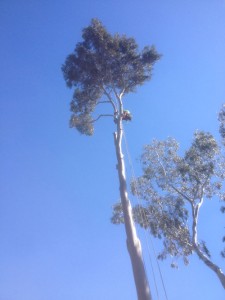 tree-pruning-at-height